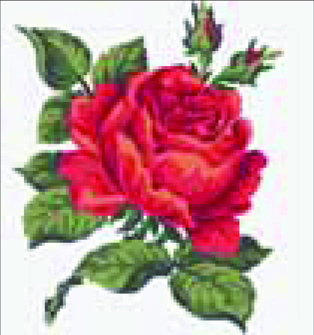 Collection d'Art Tapestry Kit Red Rose — free download